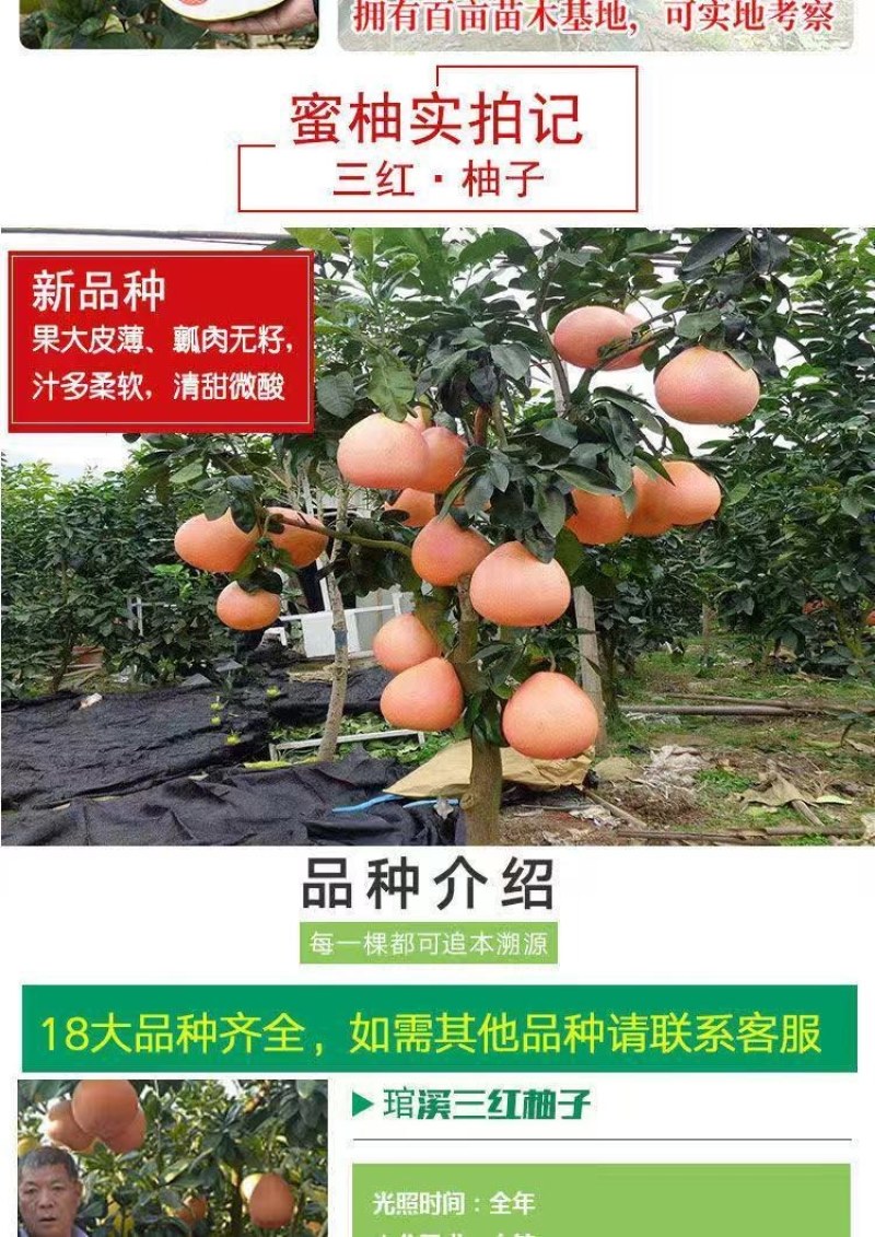 柚子苗，三红柚苗黄心柚，白心柚苗，均有售欢迎选购实地考察