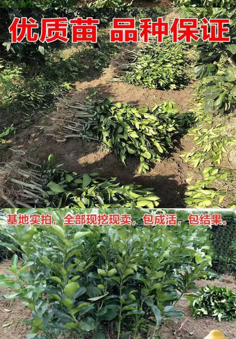柚子苗，三红柚苗黄心柚，白心柚苗，均有售欢迎选购实地考察