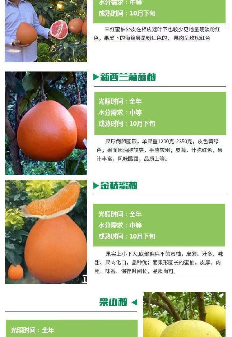 柚子苗，三红柚苗黄心柚，白心柚苗，均有售欢迎选购实地考察