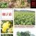 柚子苗，三红柚苗黄心柚，白心柚苗，均有售欢迎选购实地考察