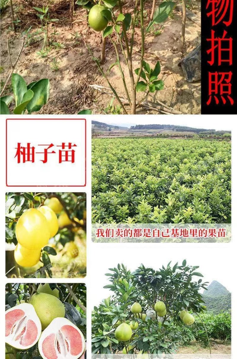 柚子苗，三红柚苗黄心柚，白心柚苗，均有售欢迎选购实地考察