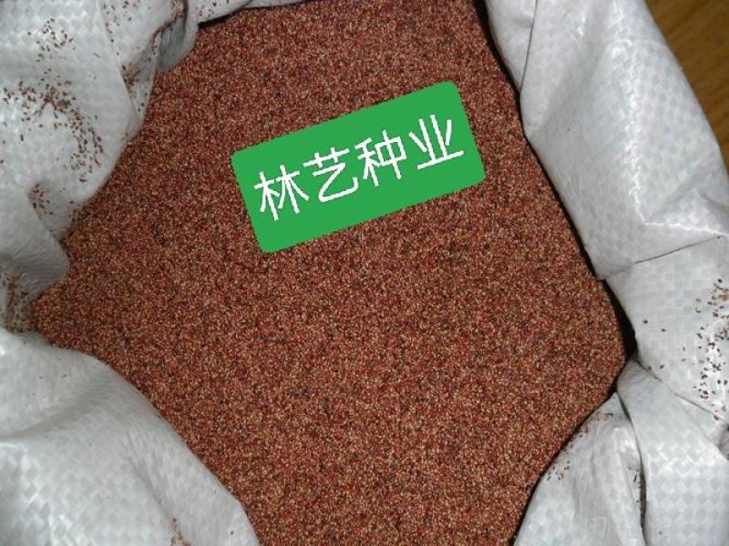 草莓种子红草莓种籽白奶油水果食用四季播种易种室内阳台盆栽