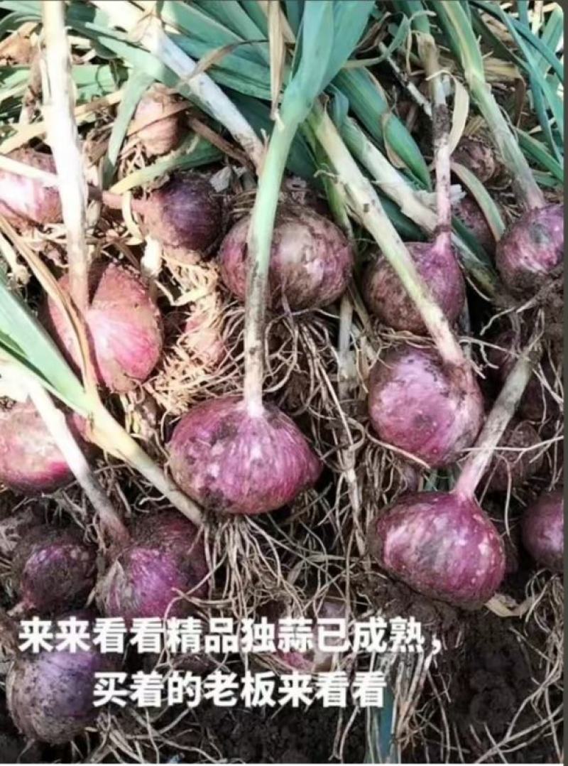 云南大理弥渡红皮独头蒜2025年冷库蒜大量上市代办代收