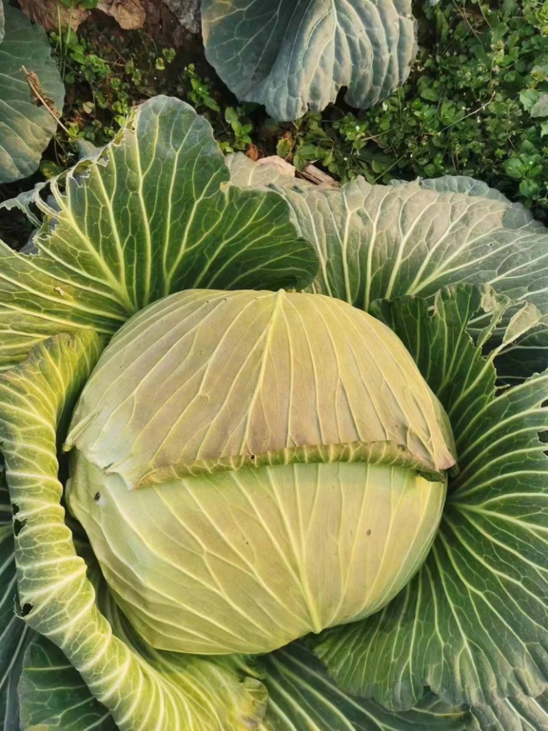 圆白菜脆白菜绿园系列各种蔬菜芹菜小白菜菜苔茄子黄瓜