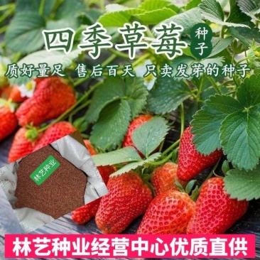 草莓种子红草莓种籽白奶油水果食用四季播种易种室内阳台盆栽