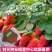 草莓种子红草莓种籽白奶油水果食用四季播种易种室内阳台盆栽