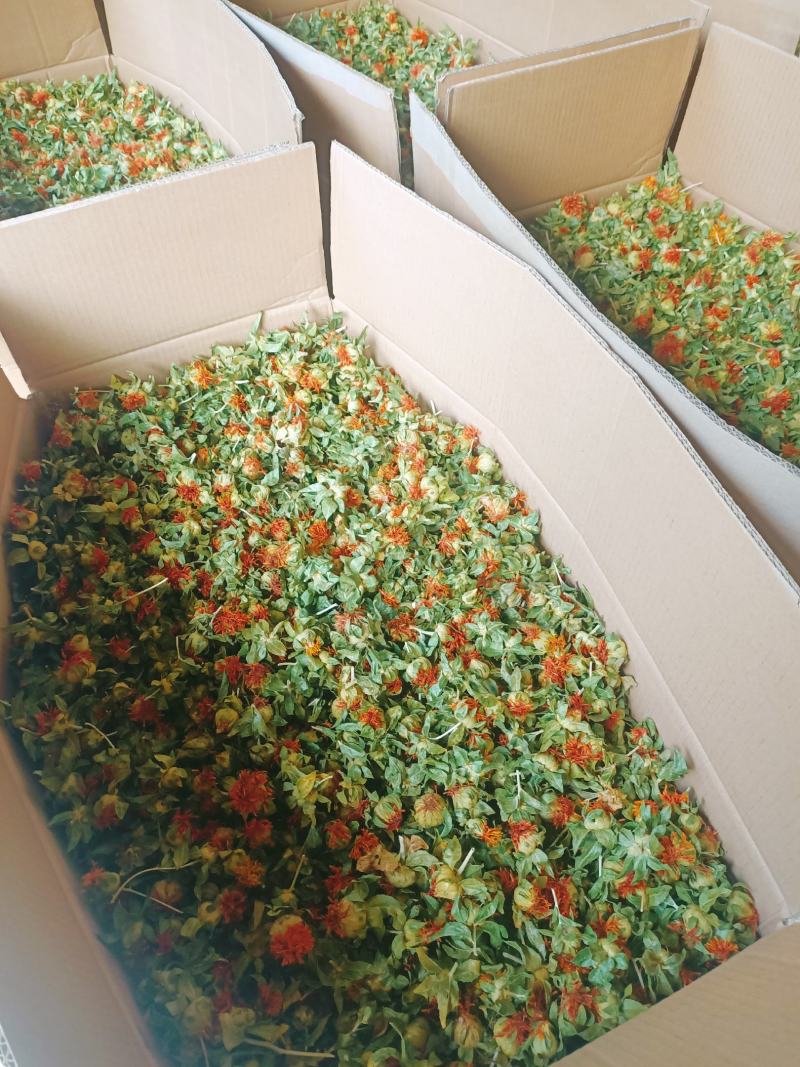 红花果草红花红花朵红花头产地直销批发零售