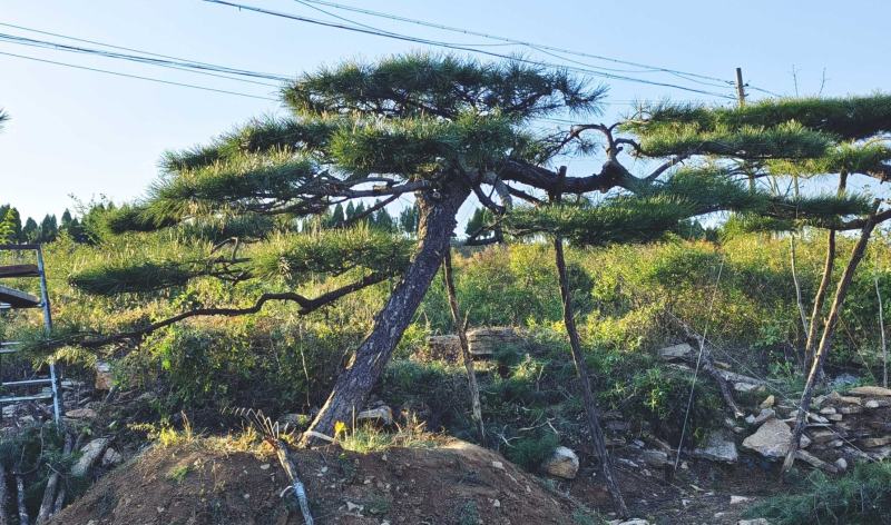 精品造型景观松迎客松大量现货基地发货欢迎咨询