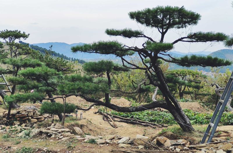 精品造型景观松迎客松大量现货基地发货欢迎咨询