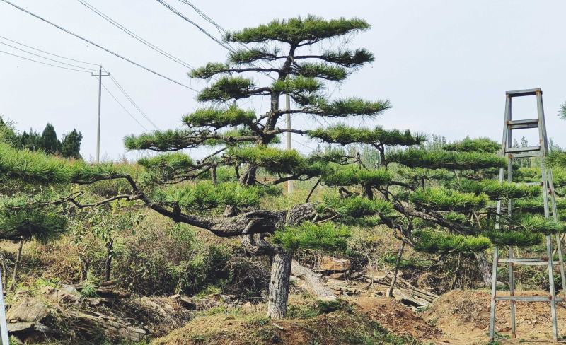 精品造型景观松迎客松大量现货基地发货欢迎咨询