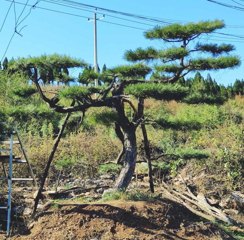 精品造型景观松迎客松大量现货基地发货欢迎咨询