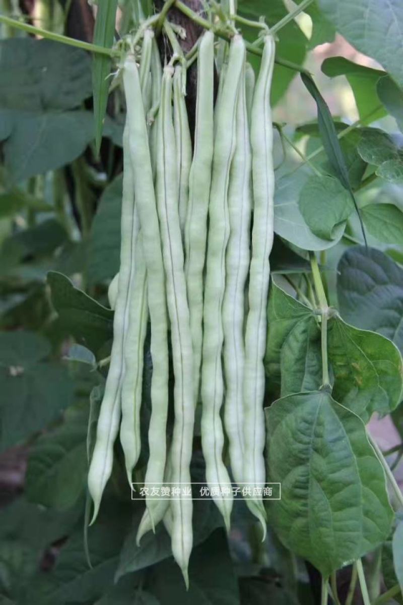 锦绣王中王架豆种子白花超长九粒白芸豆种籽无筋架豆种子