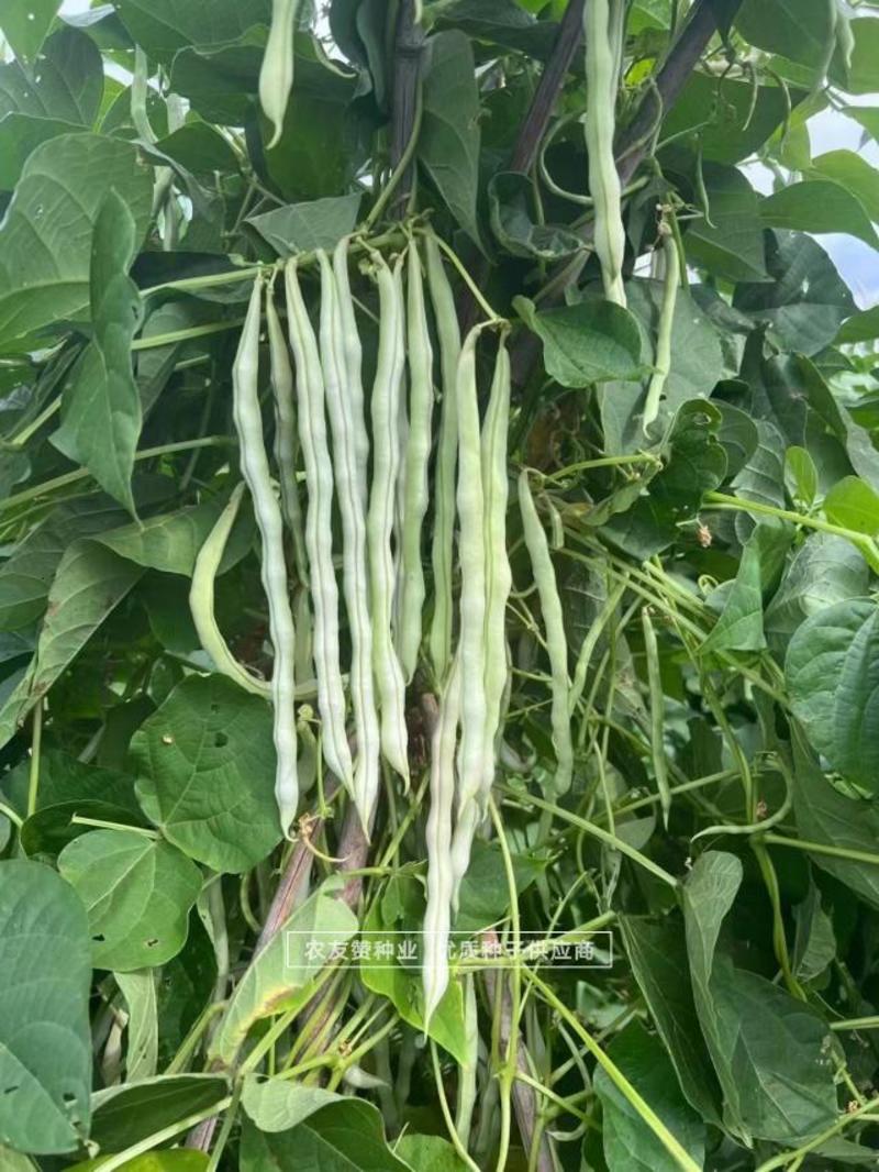 锦绣王中王架豆种子白花超长九粒白芸豆种籽无筋架豆种子