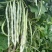 锦绣王中王架豆种子白花超长九粒白芸豆种籽无筋架豆种子