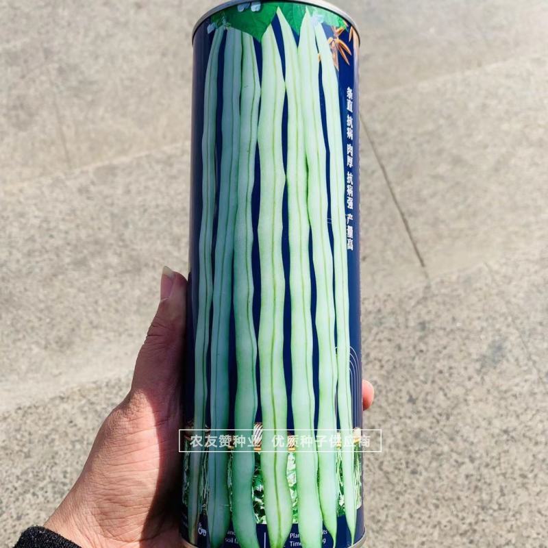锦绣王中王架豆种子白花超长九粒白芸豆种籽无筋架豆种子