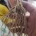 芦笋苗特效高产芦笋种苗，基地直销绿白芦笋根苗