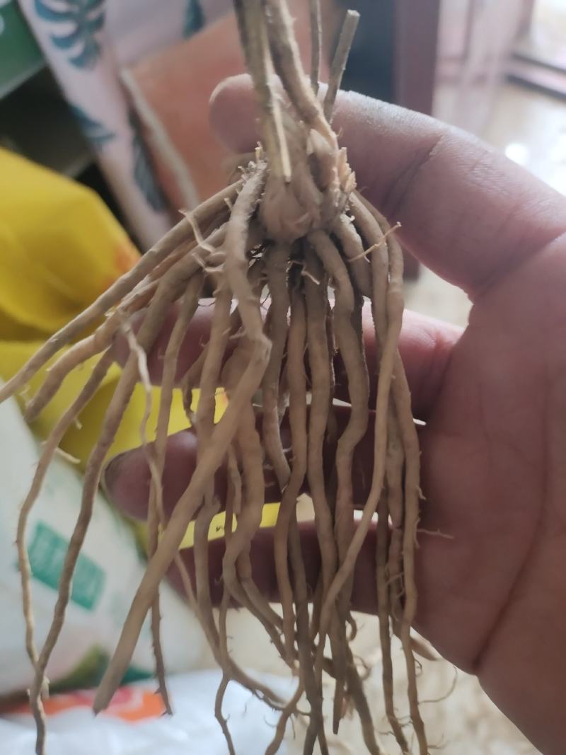 芦笋苗特效高产芦笋种苗，基地直销绿白芦笋根苗