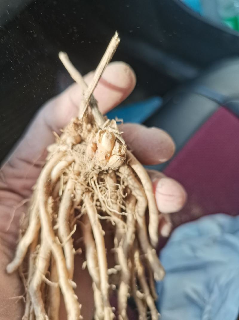 芦笋苗特效高产芦笋种苗，基地直销绿白芦笋根苗