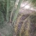 芦笋苗特效高产芦笋种苗，基地直销绿白芦笋根苗