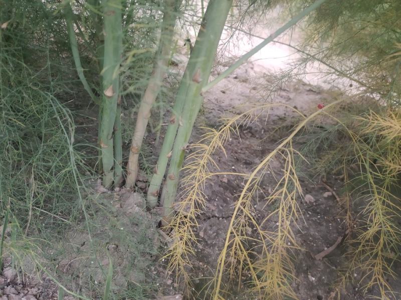 芦笋苗特效高产芦笋种苗，基地直销绿白芦笋根苗