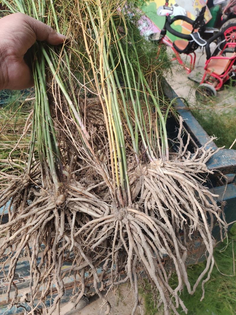 芦笋苗特效高产芦笋种苗，基地直销绿白芦笋根苗