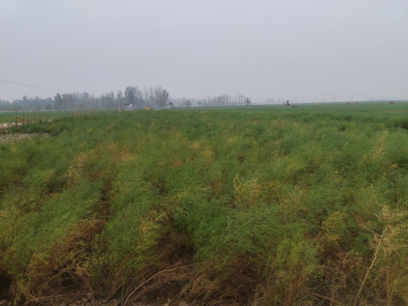 芦笋苗特效高产芦笋种苗，基地直销绿白芦笋根苗
