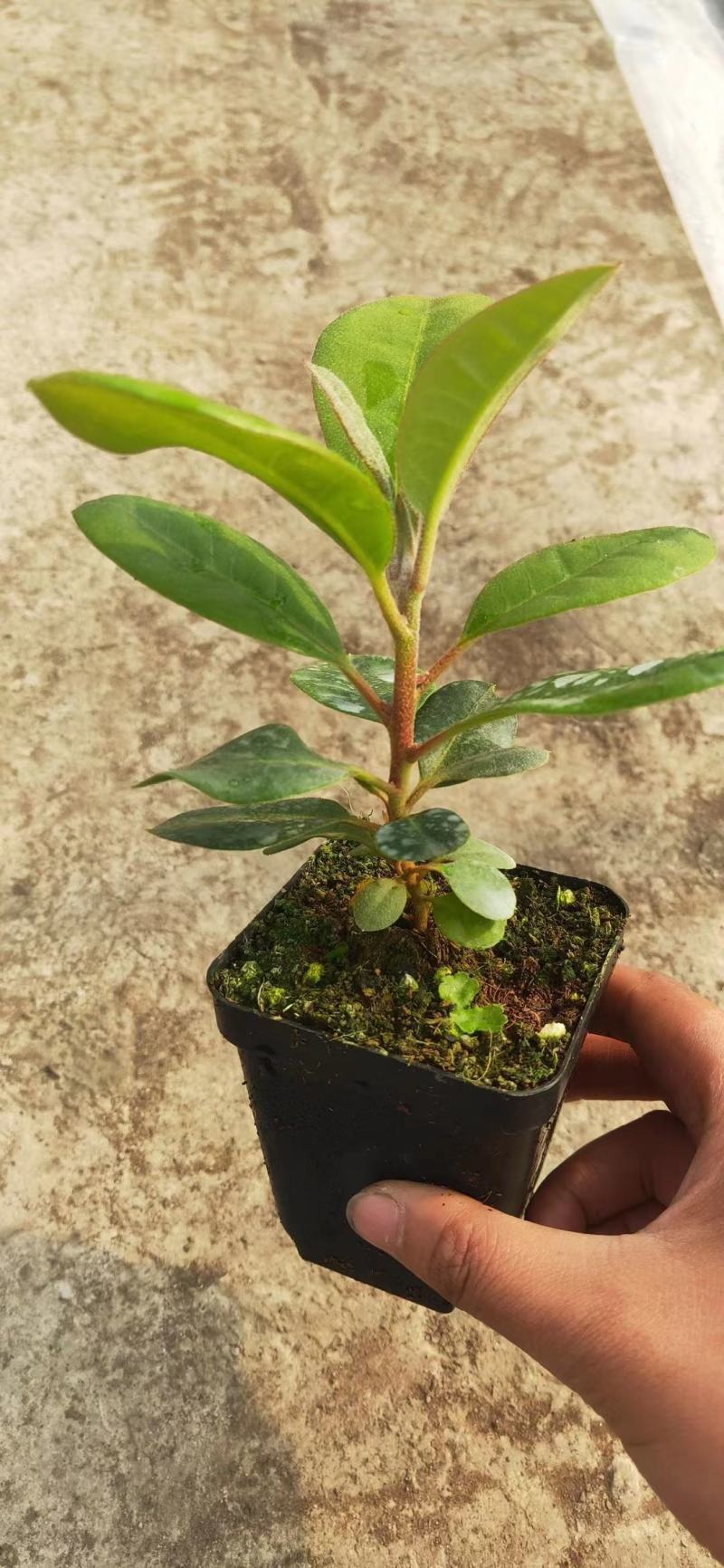 高山杜鹃精品供应，量大价低，高山杜鹃种苗出售