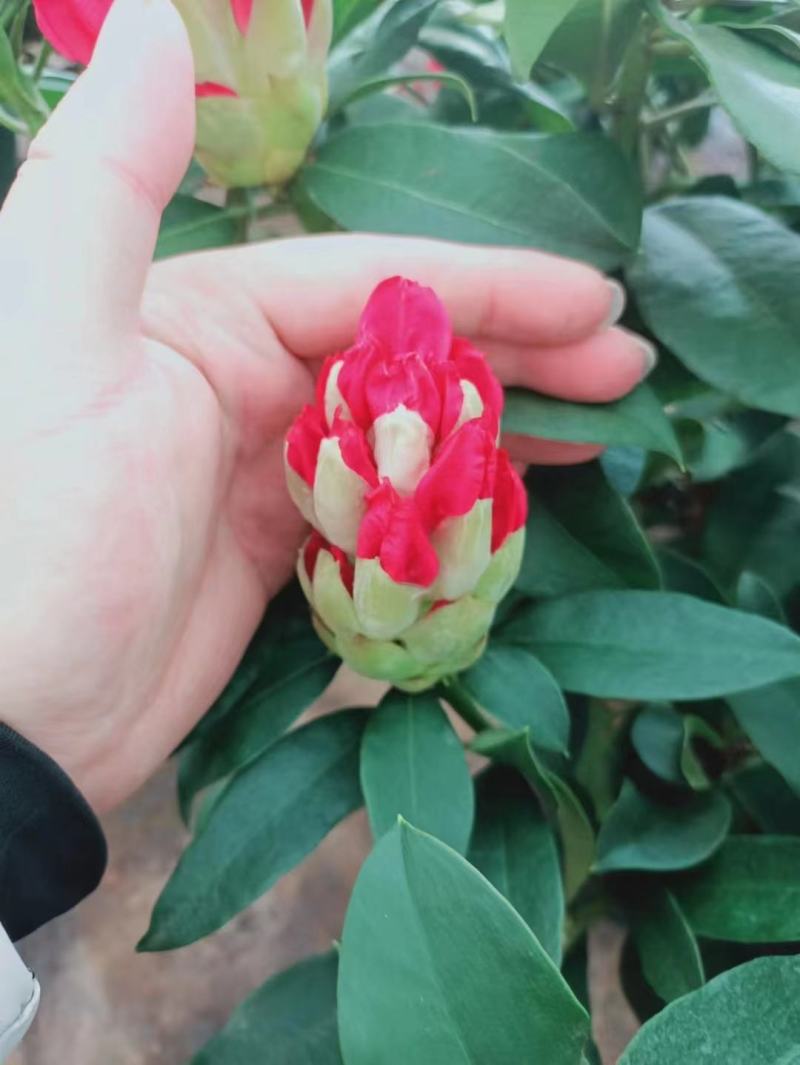 高山杜鹃精品供应，量大价低，高山杜鹃种苗出售