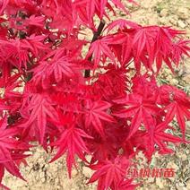 红枫苗日本红枫红舞姬四季红庭院盆栽2-18公分基地三季红