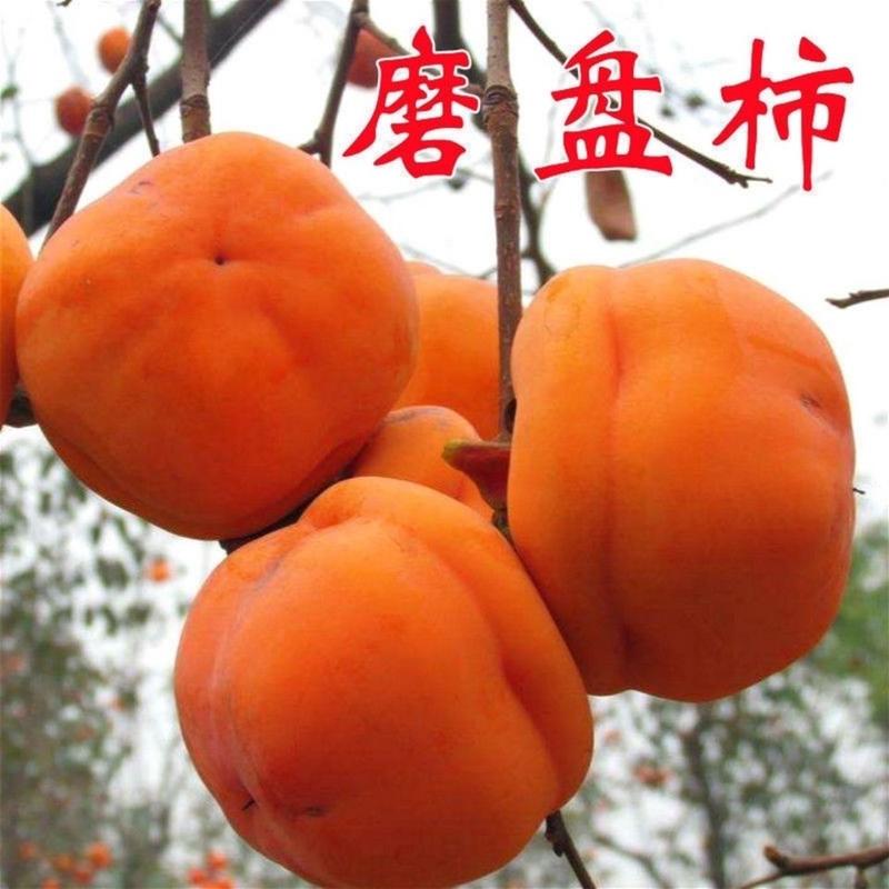 柿子树苗嫁接无核火晶柿磨盘柿脆甜柿日本甜柿南北方种植