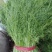 热销精品带根鲜嫩色绿小茴香，春节前上市。