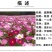 波斯菊种子花卉种子格桑花种子全年开花组合种子