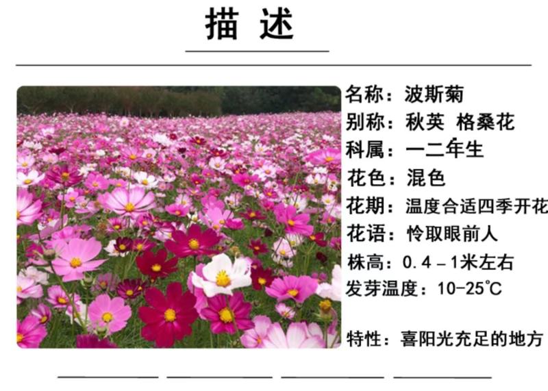 波斯菊种子花卉种子格桑花种子全年开花组合种子