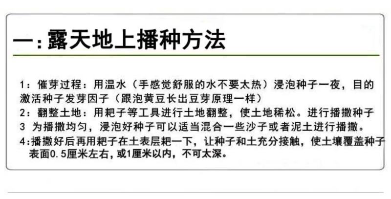 波斯菊种子花卉种子格桑花种子全年开花组合种子