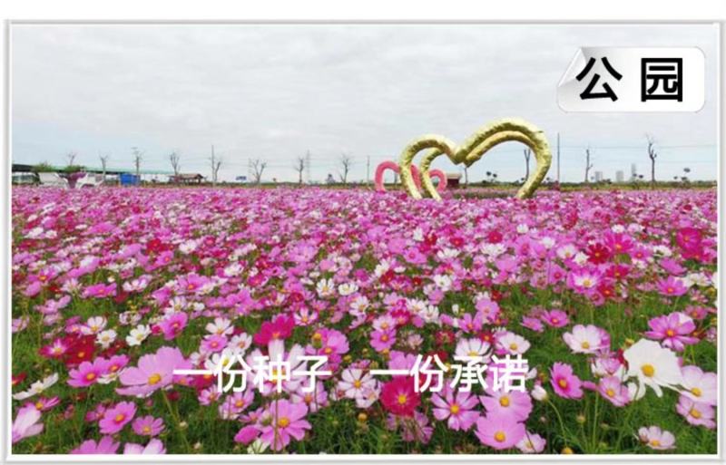 波斯菊种子花卉种子格桑花种子全年开花组合种子