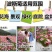 波斯菊种子花卉种子格桑花种子全年开花组合种子