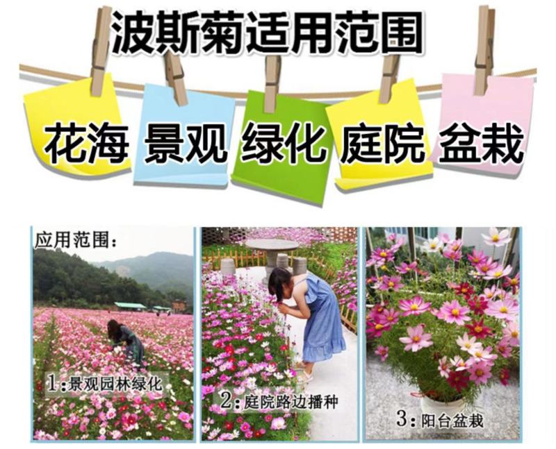 波斯菊种子花卉种子格桑花种子全年开花组合种子