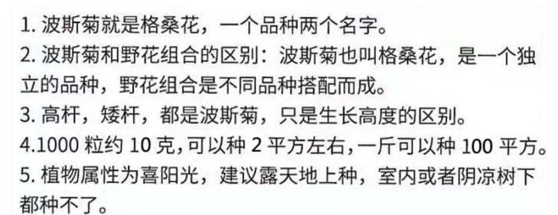 波斯菊种子花卉种子格桑花种子全年开花组合种子