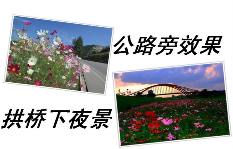 波斯菊种子花卉种子格桑花种子全年开花组合种子