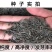 波斯菊种子花卉种子格桑花种子全年开花组合种子