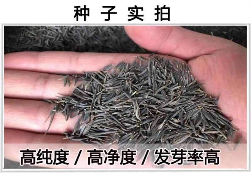 波斯菊种子花卉种子格桑花种子全年开花组合种子