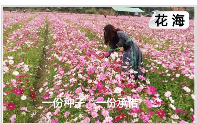 波斯菊种子花卉种子格桑花种子全年开花组合种子