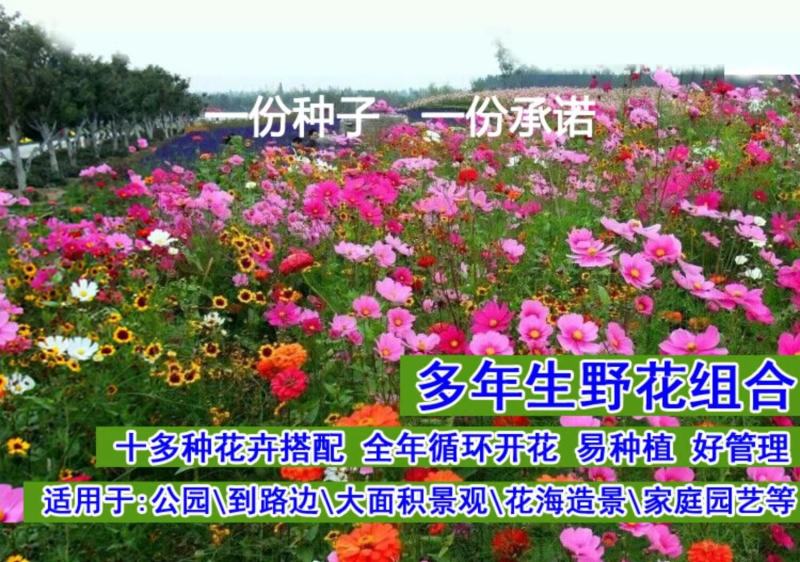 波斯菊种子花卉种子格桑花种子全年开花组合种子