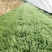 热销精品带根鲜嫩色绿小茴香，春节前上市。