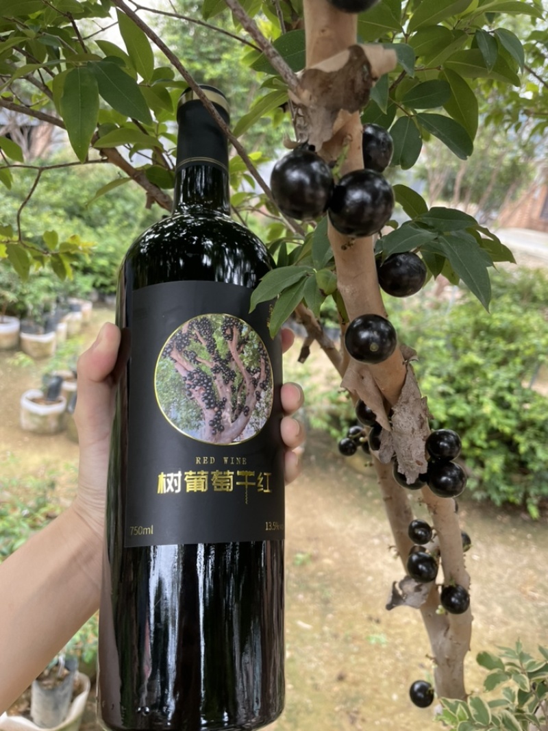 现摘现发孕妇嘉宝果沙巴四种口味树葡萄一件代发顺丰包邮