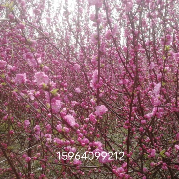 绿化好帮手
