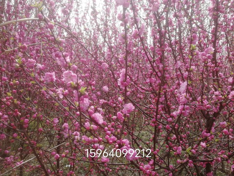 绿化好帮手