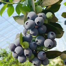 丹东开园蓝莓精品果，产地直发，脆甜多汁，一手货源