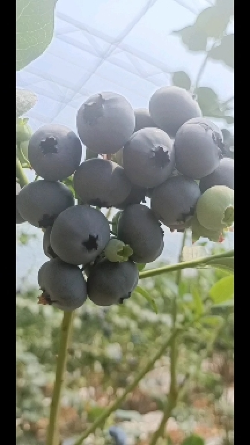 丹东开园蓝莓精品果，产地直发，脆甜多汁，一手货源