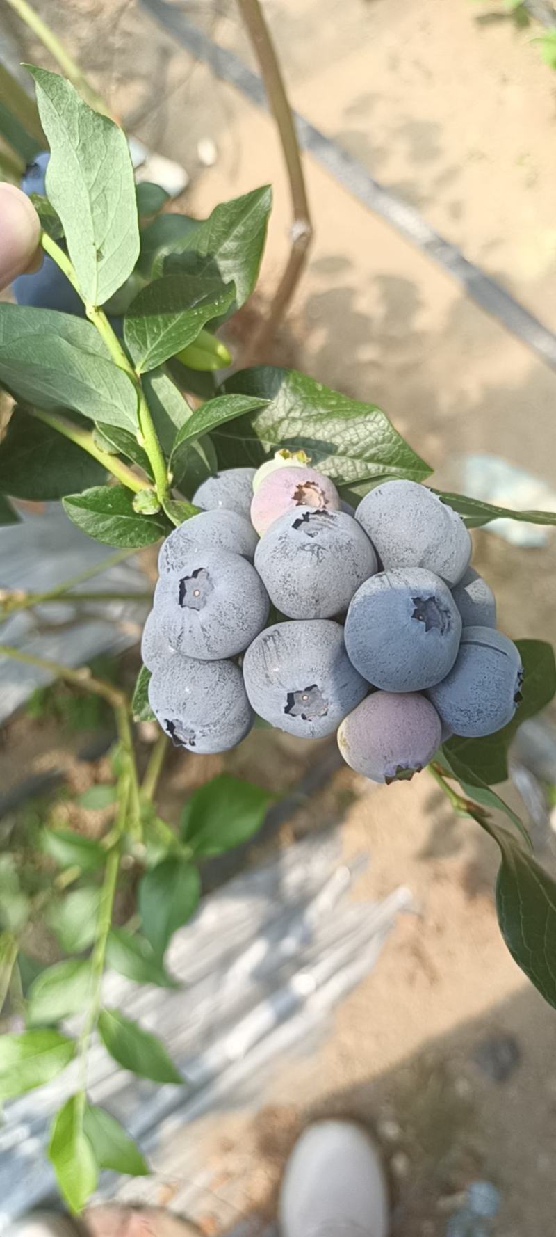 丹东开园蓝莓精品果，产地直发，脆甜多汁，一手货源